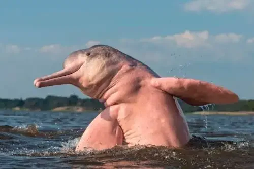 O que torna o boto cor-de-rosa especial e quais outros nomes ele possui na Amazônia?