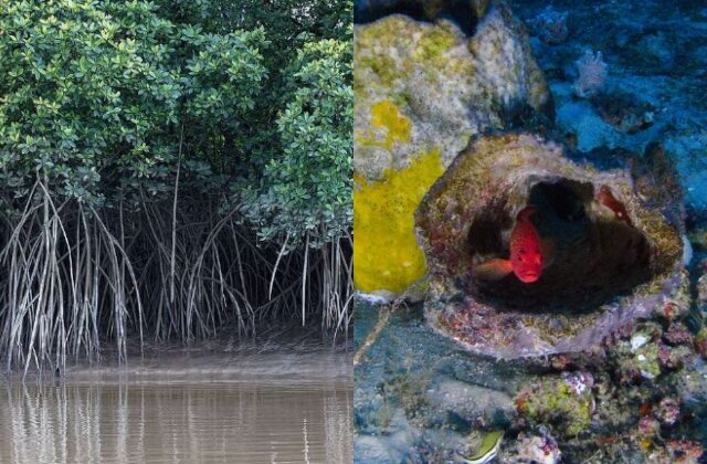 Ambientalistas alertam que manguezais e corais podem sofrer impactos com avanço do petróleo na Foz do Amazonas