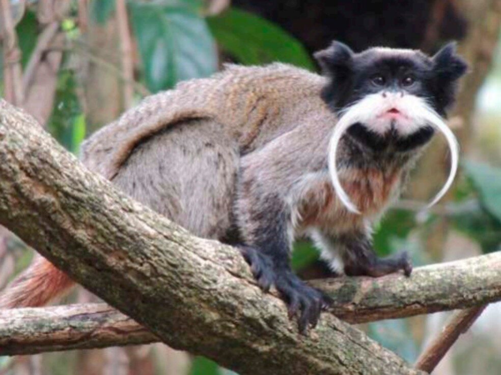 Mais de 700 espécies: Parque Zoobotânico é 'laboratório vivo' no coração de Rio Branco