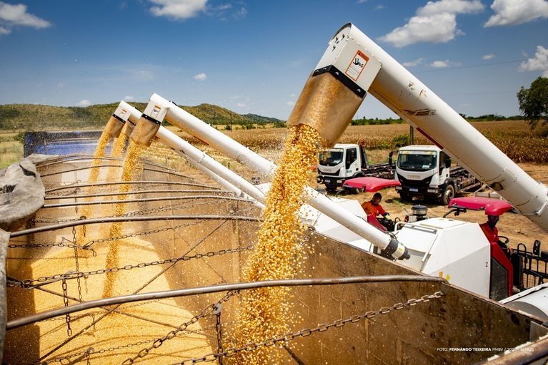 Com apoio da prefeitura, colheita de milho inicia na zona rural de Boa Vista