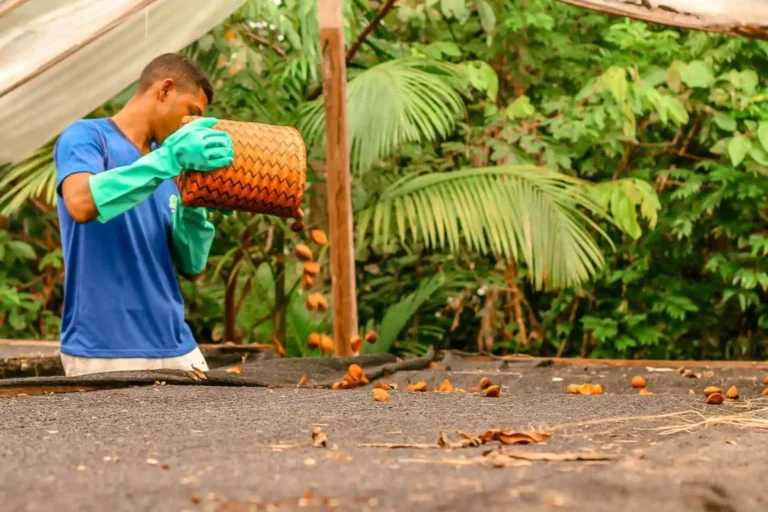 Projeto estrutura seis núcleos para fortalecimento da sociobioeconomia na Amazônia