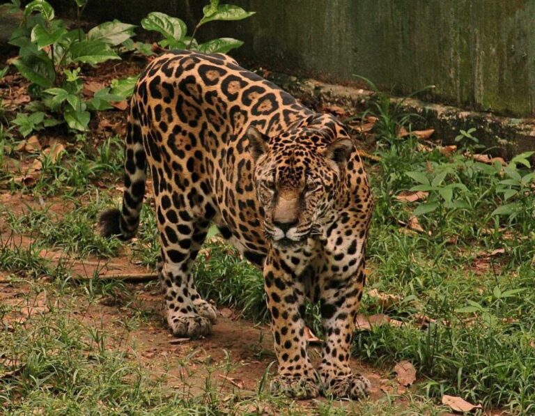 Onça-pintada do Amazonas entra para o Guinness como a mais velha do mundo em cativeiro