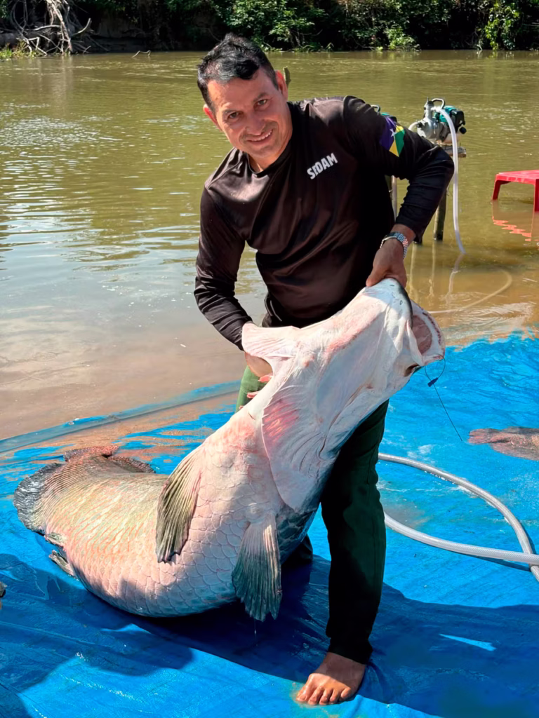Pirarucu capturado em Rondônia impressiona: mais de 2 metros e 137 kg