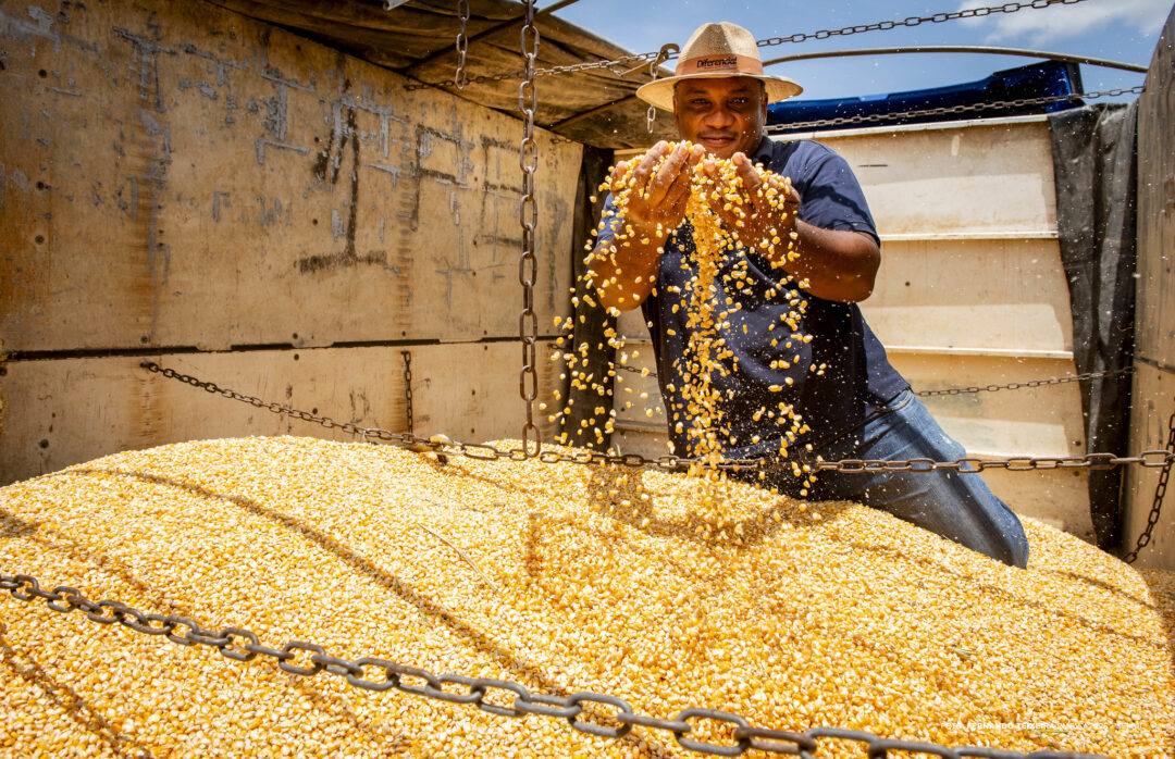 Com apoio da prefeitura, colheita de milho inicia na zona rural de Boa Vista