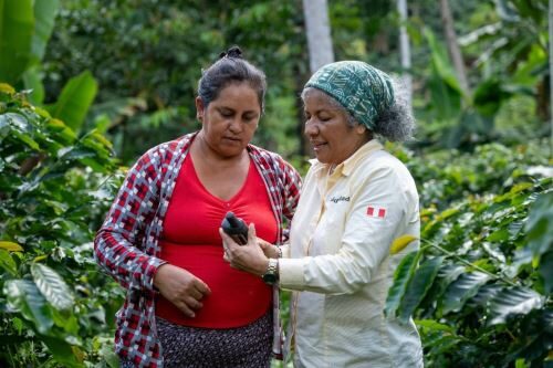 Café, óleo de palma e cacau: produtores na Amazônia peruana aplicam práticas livres de desmatamento