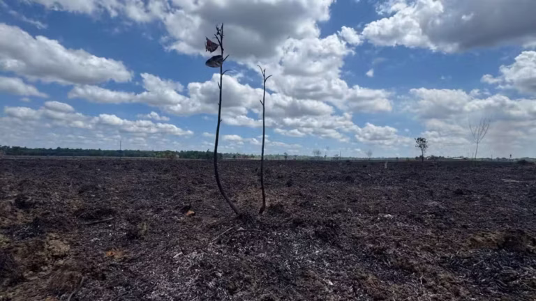 Queimadas em Pracuúba alteram paisagem às margens de rodovia no Amapá