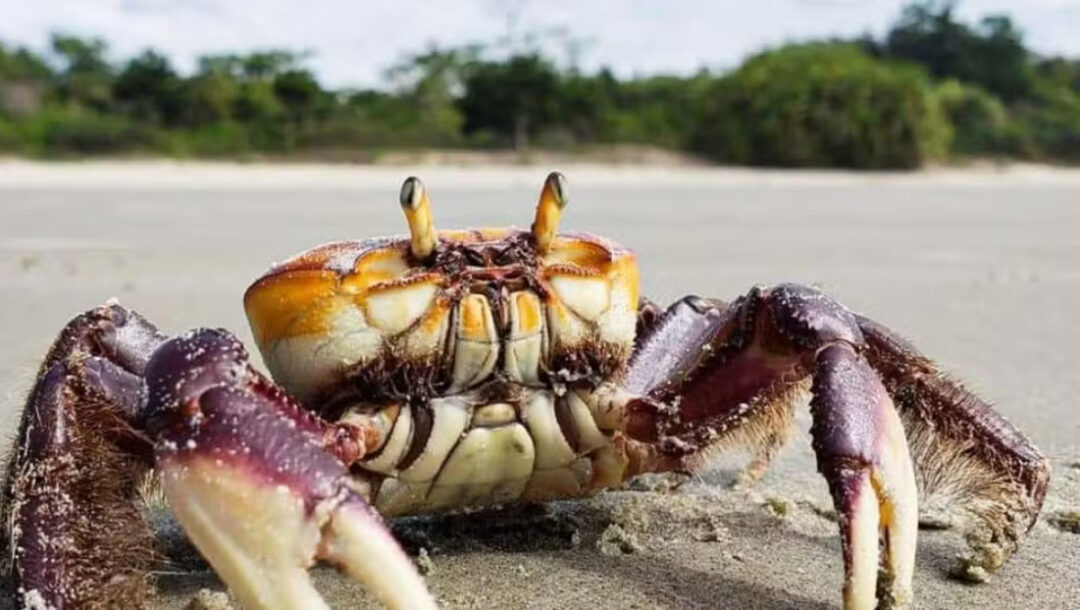 Caranguejo-uçá, conhecido como catanhão, caranguejo-verdadeiro e uçaúna, teve ciclo reprodutivo registrado fora do período de defeso — Foto: Divulgação