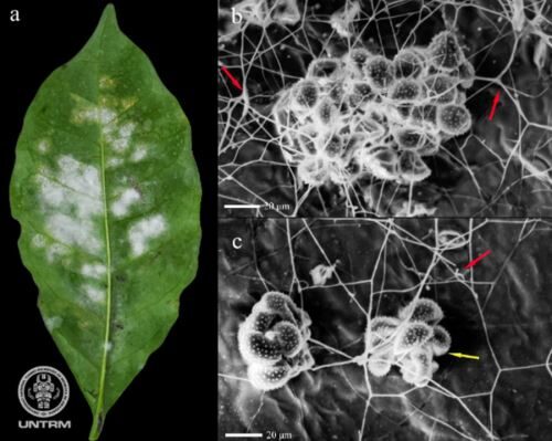 Cientistas identificam fungos com potencial para controlar a ferrugem do café
