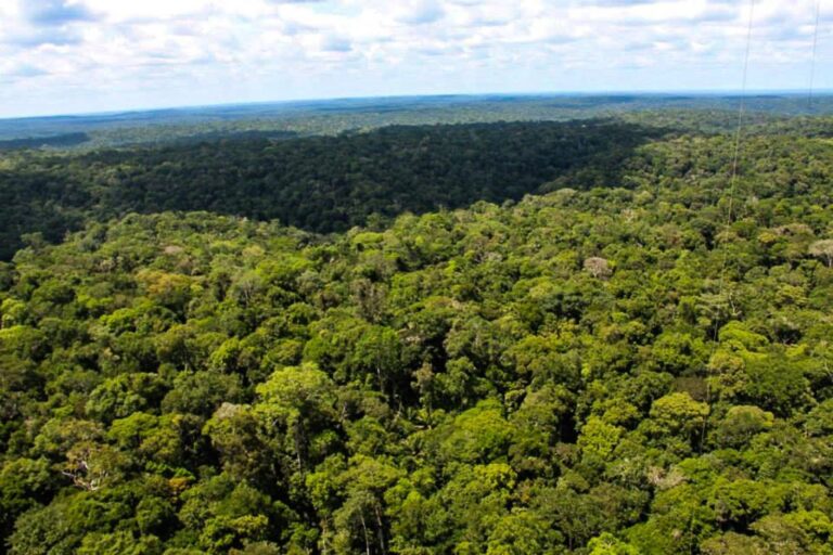 Extremos climáticos avançam mesmo em áreas conservadas da Amazônia, aponta estudo