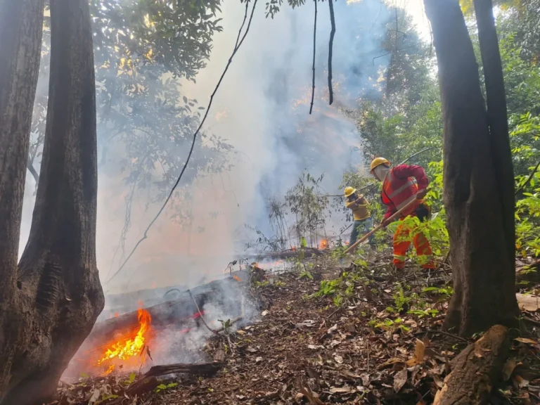 Brigadas de Apuí e Careiro Castanho recebem reforço para prevenção e combate a incêndios florestais 