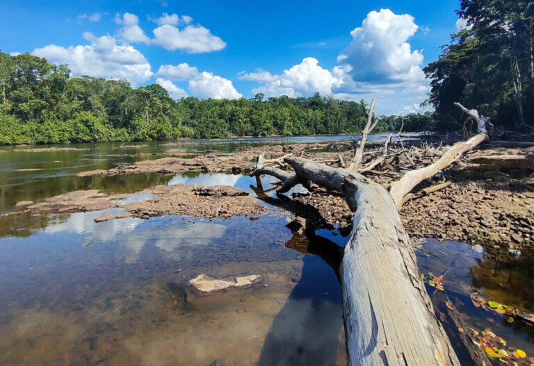 Seca e calor extremos do El Niño 2023-2024 antecipam “novo normal” nas florestas tropicais