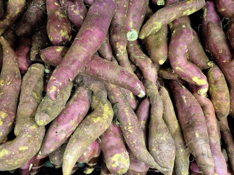 Livro quadrilíngue sobre pesquisas com batata-doce conecta Amazônia ao Japão