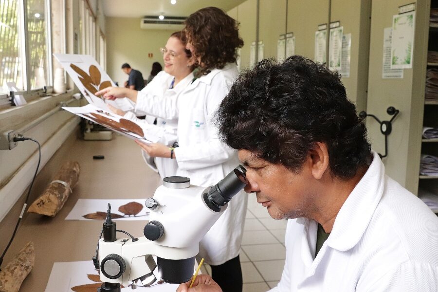 Café guardado por gerações no Pará revela espécie rara, mostra pesquisa