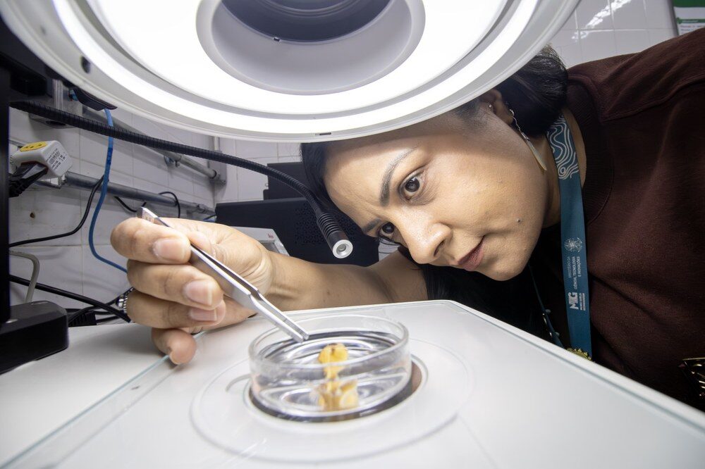 Cientista manipula amostra em laboratório de herpetologia do Museu Emílio Goeldi. Foto: Woltaire Masaki/MPEG