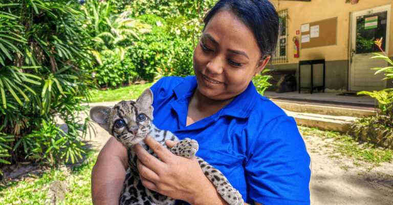 Proteção e afeto marcam o trabalho dos tratadores de animais do Museu Goeldi