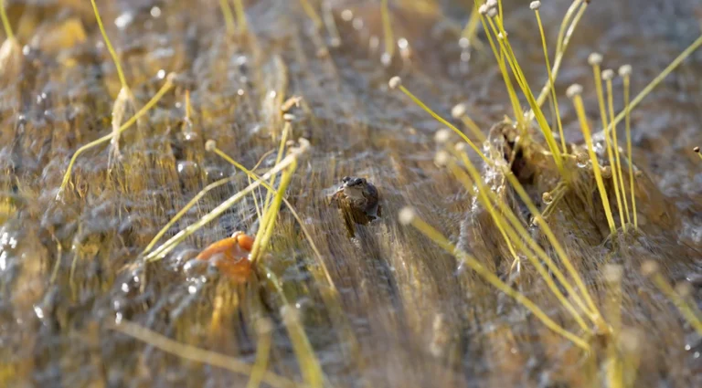 Nova espécie de sapo-foguete é registrada na Serra do Aracá, no Amazonas