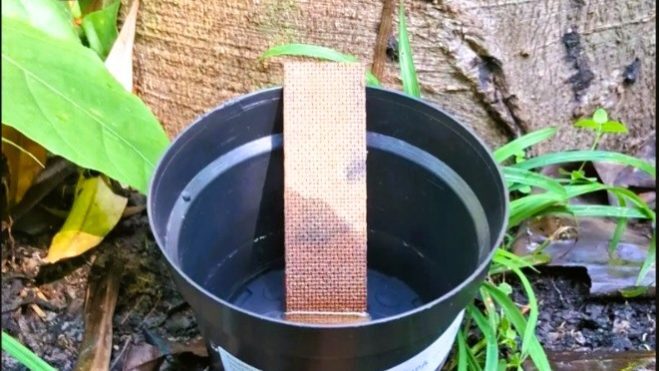 Mosquitos capazes de transmitir dengue colocam ovos a mais de 10 metros de altura, mostra estudo em Manaus
