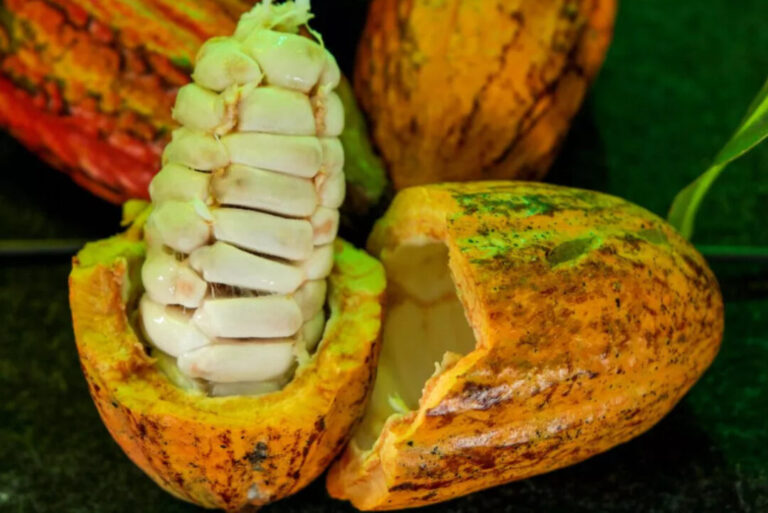 Seis produtores rondonienses estão entre os 20 finalistas do Concurso Nacional de Cacau