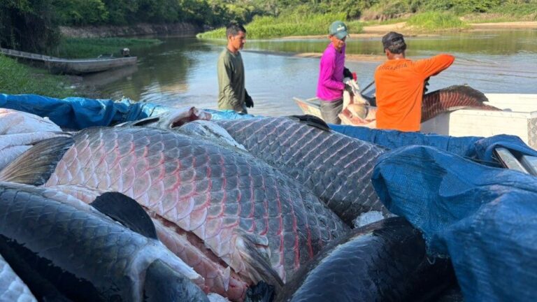 Mais de 18 toneladas de pirarucu invasor são retiradas de reserva em Rondônia