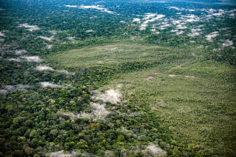 Amazônia teve segundo menor desmatamento de janeiro a agosto em oito anos