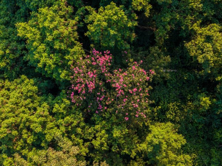 Estudo revela que regeneração natural de floresta ajuda a conter avanço de espécies invasoras