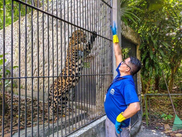 Rotina de proteção e afeto: o trabalho dos tratadores de animais do Museu Goeldi