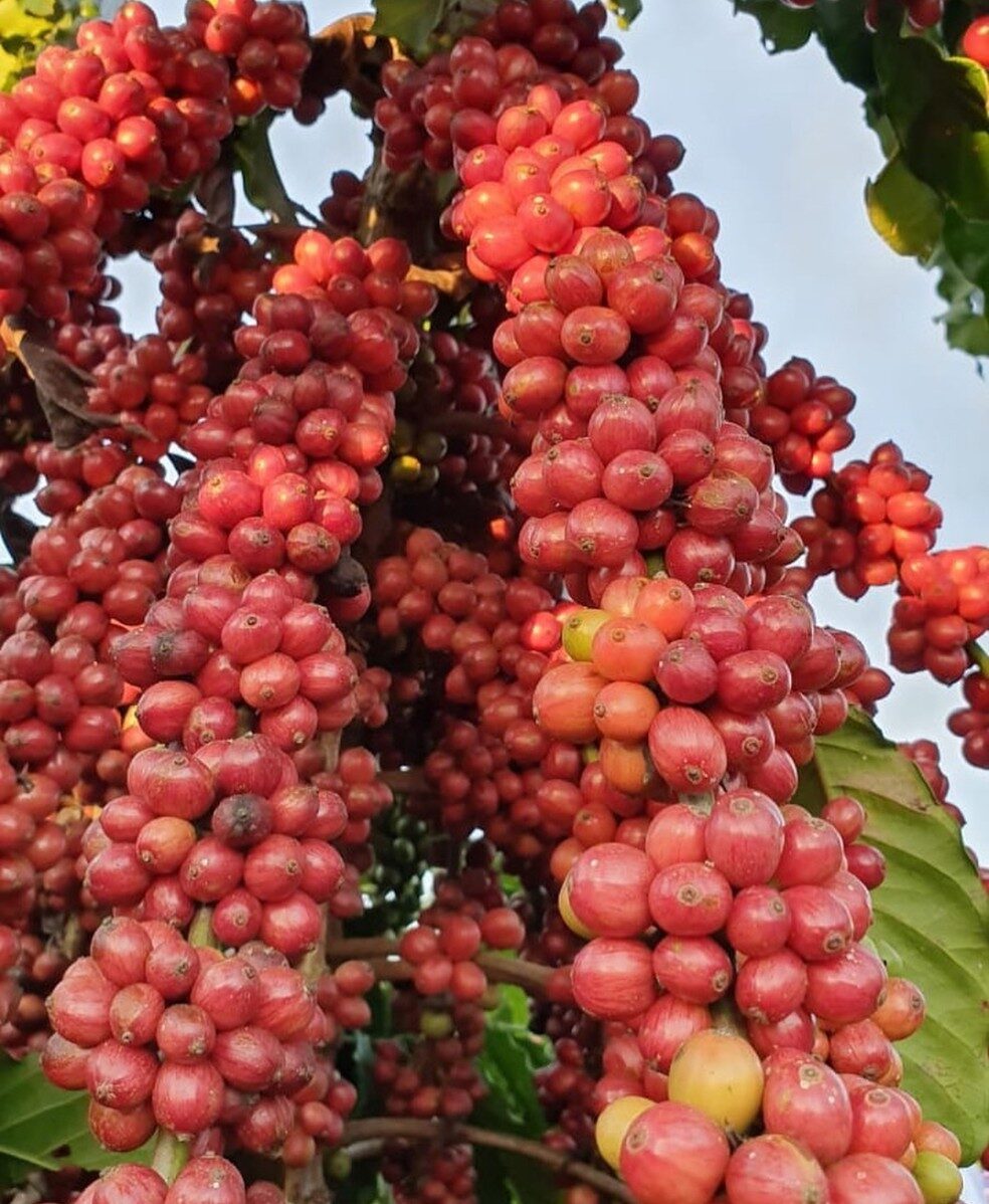 Café Robusta Amazônico de rondônia