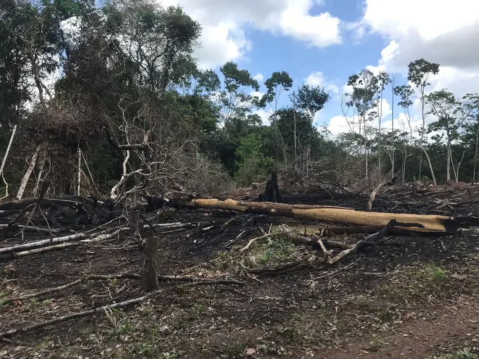 Desmatamento recua 52,9% no AP em ano de menor destruição histórica na Amazônia, aponta Inpe