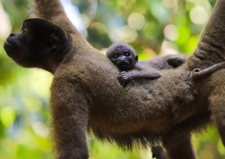Votação on-line decide nome de macaco-barrigudo nascido em parque ambiental no Acre; saiba como votar