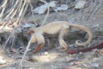 Macaco tem coloração de pele branca, diferente dos outros macacos. Foto: Rivelino Llaqtahuamani