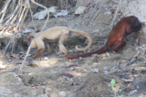 Macaco com condição rara é registrado pela primeira vez em parque nacional no Peru