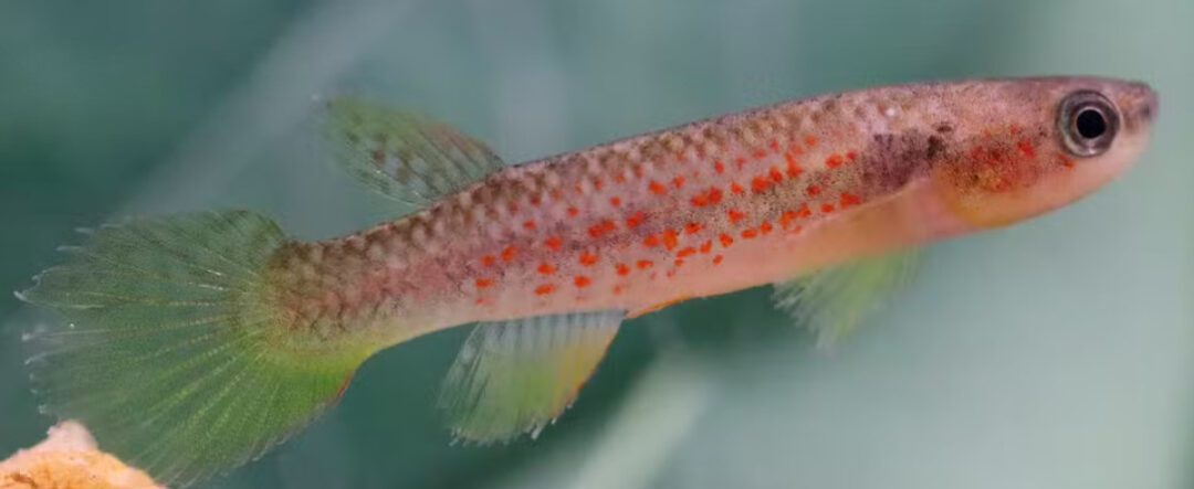 Fêmea da espécie de peixe Laimosemion laranja. Foto: Yuri Abrantes