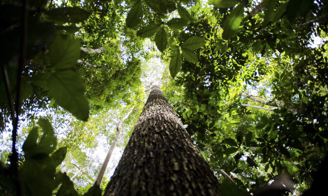 Um dos principais pontos do Selo Amazônia é o desenvolvimento da região através da certificação de produtos feitos com insumos da Amazônia