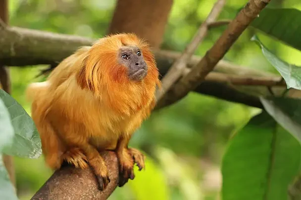 O financiamento internacional para a biodiversidade continua sendo um importante catalisador para ampliar a escala das ações
© WWF