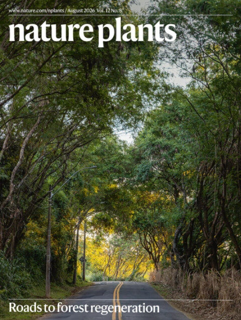 Regeneração natural de florestas ajuda a conter o avanço de espécies invasoras
Estudo internacional revela que o próprio amadurecimento das matas secundárias atua como uma solução natural para reduzir a densidade de árvores não nativas e recuperar ecossistemas
