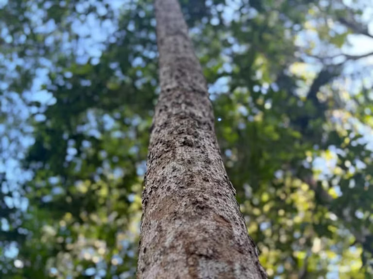 Desmatamento recua 52,9% no Amapá em ano de menor destruição histórica na Amazônia, aponta Inpe